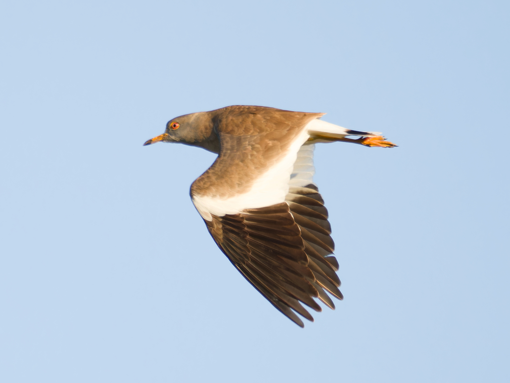 Grey-headed Lapwing